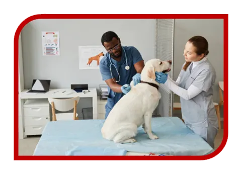 Criação de Site para Clínica Veterinária