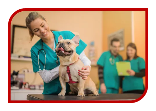 Criação de Site para Veterinário